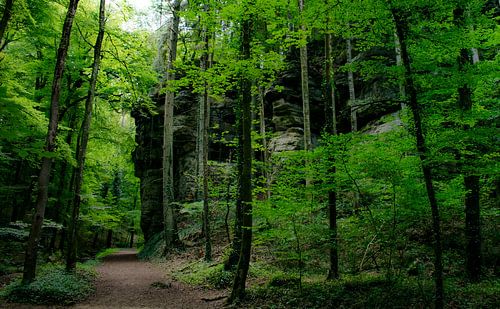 Bospad in het Müllerthal