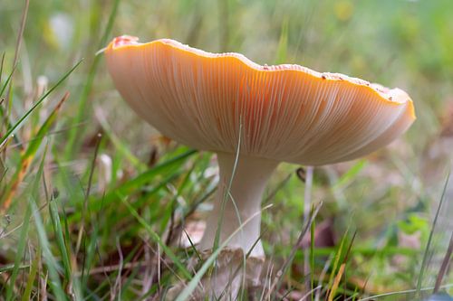 Vliegenzwam van de onderkant