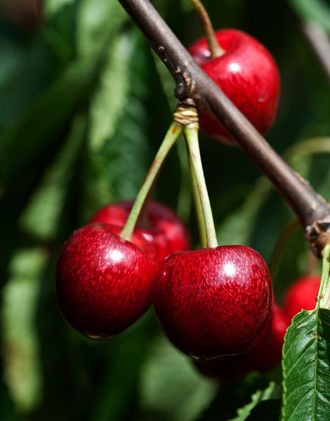kersen aan de boom 4 par George Burggraaff