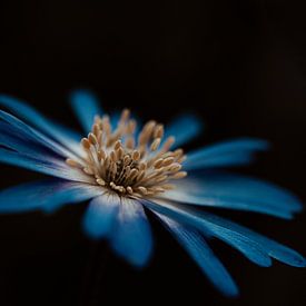 Blaue Blume von Miranda Snoeijen
