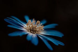 Blaue Blume von Miranda Snoeijen