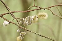 willow cats #5