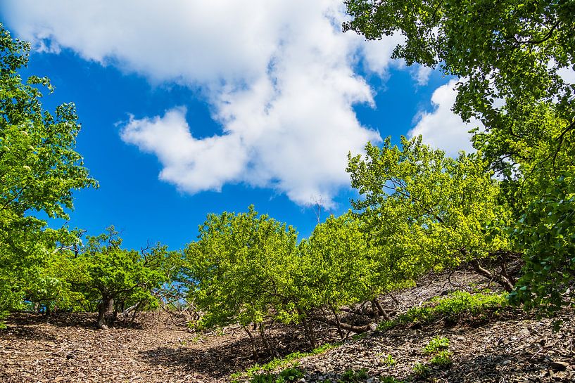 Landschaft mit Bäumen und Felsen im Harz par Rico Ködder
