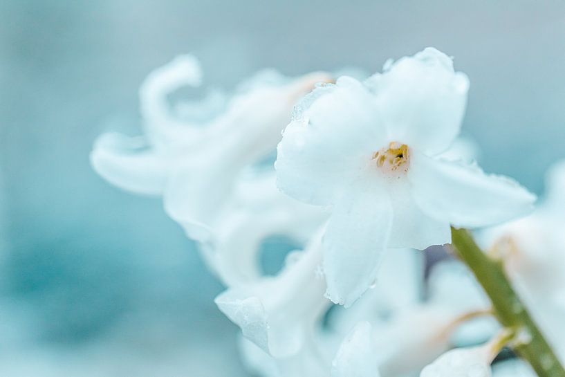 Nature's art... (flower, hyacinth, snow, love, spring) by ElkeS Fotografie