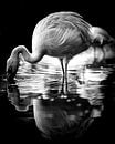 Flamingo van Wim van Beelen thumbnail