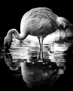 Flamingo sur Wim van Beelen
