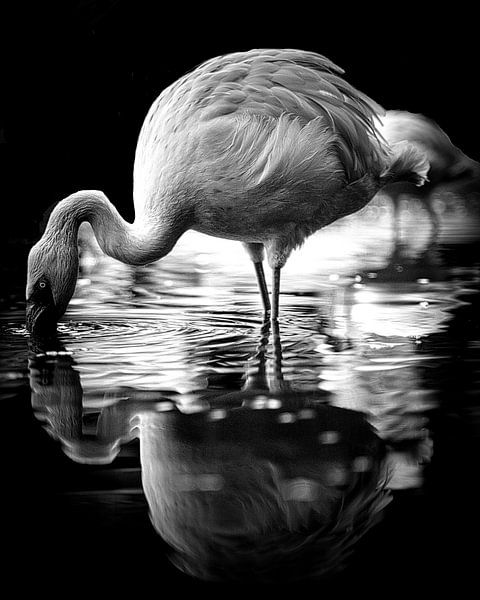 Flamingo van Wim van Beelen