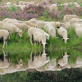 Reflectie van schapen van Nienke Castelijns