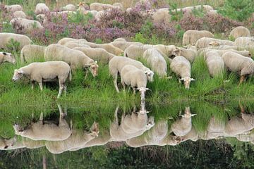 Reflectie van schapen van Nienke Castelijns