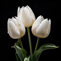 Tulpen weiß