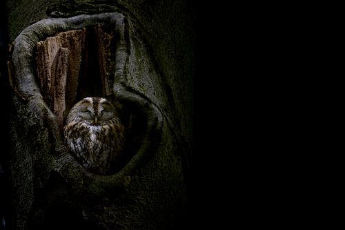 Sleeping tawny owl