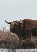 Schotse Hooglander