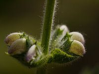 salvia argenta