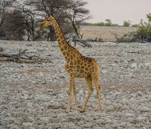 Giraffe in Etosha National Park in Namibia, Africa
