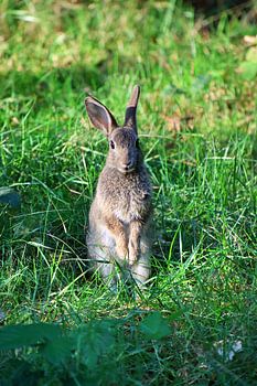 Lapin de garenne assis à la verticale et regardant l'objectif