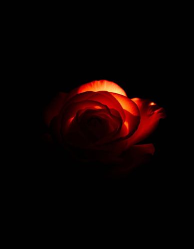 Ember Rose VII