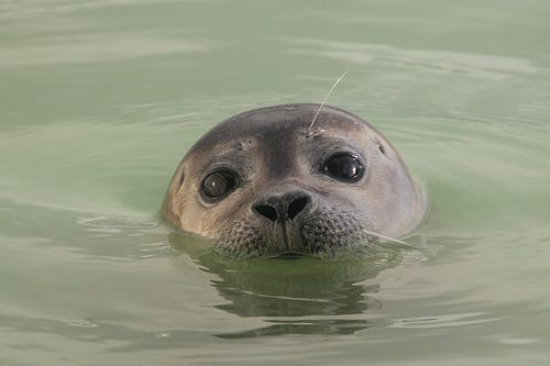 De jonge zeehond by Fotografie Fryslân