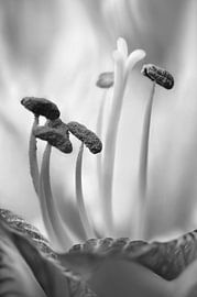 Amaryllis sur Violetta Honkisz