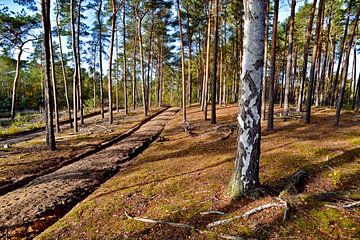 Waldspaziergang am sonnigen Oktobertag von Silva Wischeropp