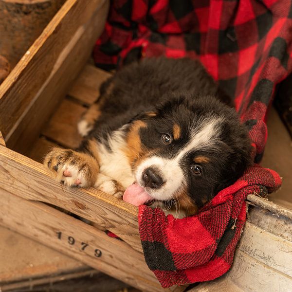 Berner Welpe Guusje von Bob de Bruin