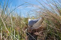Herring gull with young