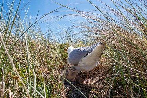 Zilvermeeuw met jong