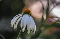 echinacea pallida van Tania Perneel thumbnail
