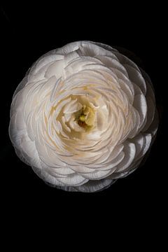Ranunculus Flower White by Steffen Sebastian Schäfer