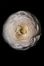 Ranunculus Flower White by Steffen Sebastian Schäfer thumbnail