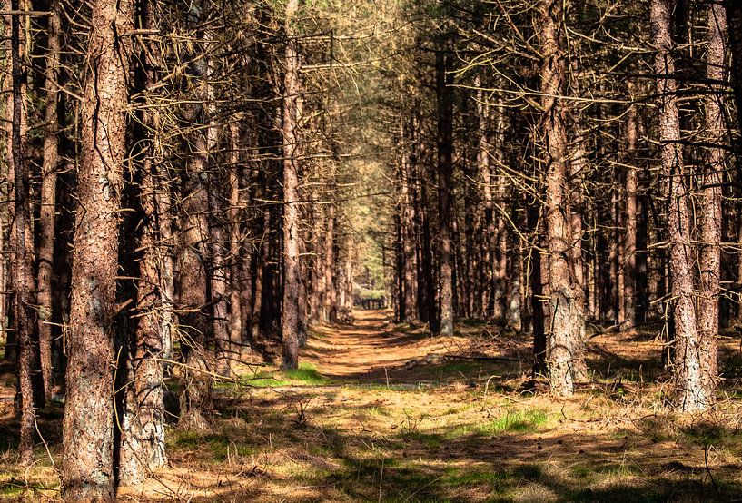 Tiefenansicht von Thomas Depauw