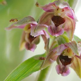 Helléborine à feuilles larges - floraison sur Peter Schoo - Natuur & Landschap