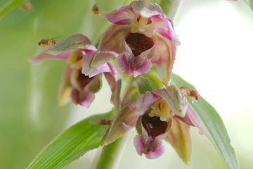 Brede wespenorchis - bloeiend van Peter Schoo - Natuur & Landschap