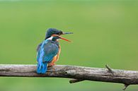 ijsvogel  van Rando Kromkamp thumbnail