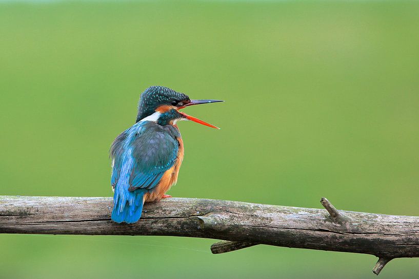 Eisvogel  von Rando Kromkamp