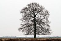 Magical winter tree standing on the Hoge Veluwe