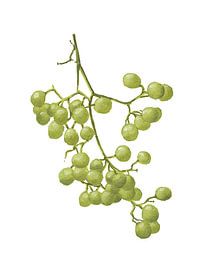 Yellow Peppercorns - Botanical Study II by Tonkinson Fine Art