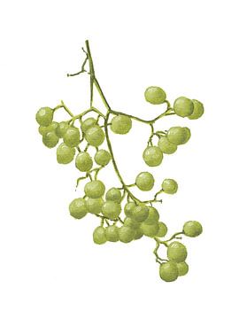 Yellow Peppercorns - Botanical Study II