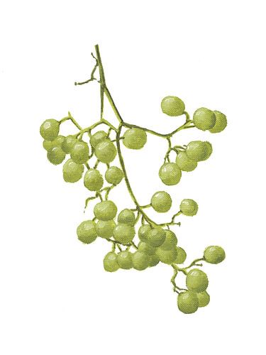 Gelbe Pfefferkörner - Botanische Studie I von Tonkinson Fine Art