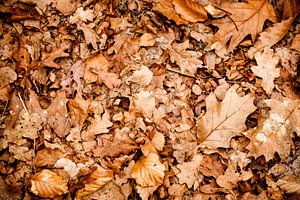 Herfstbladeren
