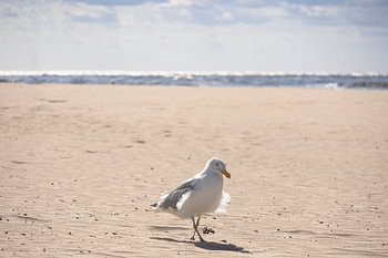 mouette
