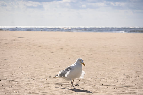 Seagull