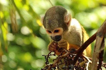 Singe écureuil sur Chloë Luyckx