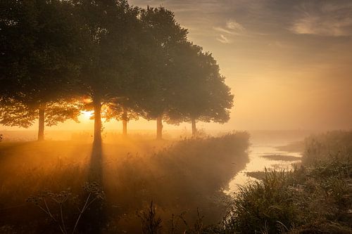 Een mistige zonsopkomst met bomen