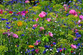 BLUMENWIESE 21 von Miroslav Ptacek