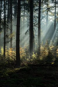 Lichtshow in het bos