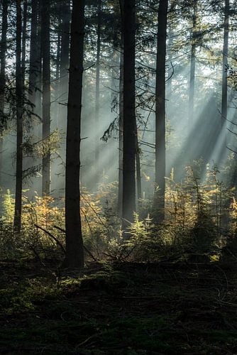 Spectacle lumineux dans la forêt