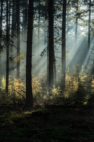 Spectacle lumineux dans la forêt par Eelke Brandsma