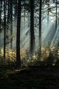 Spectacle lumineux dans la forêt par Eelke Brandsma Aperçu