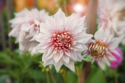Dromerige Dahlia's