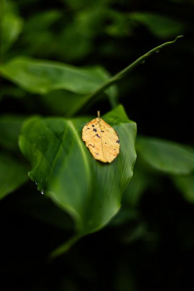 A Moment of Gold von Anouk Pross